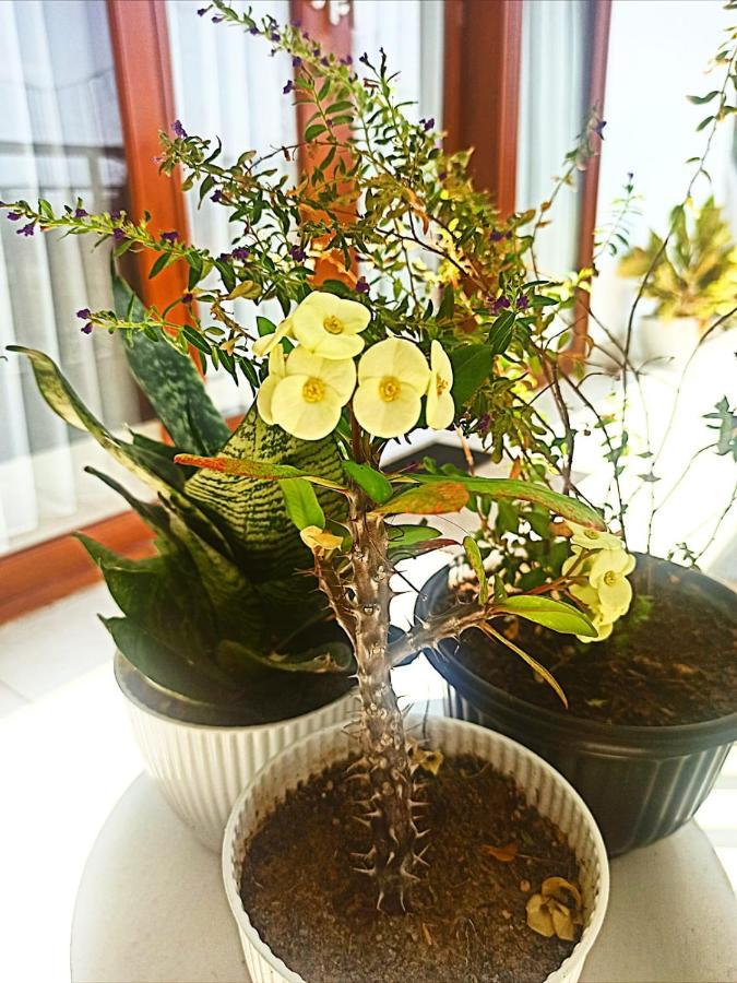 Loka Anyar Guest House Kerobokan Zewnętrze zdjęcie